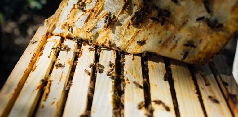ما هو عكبر النحل أو البروبوليس؟